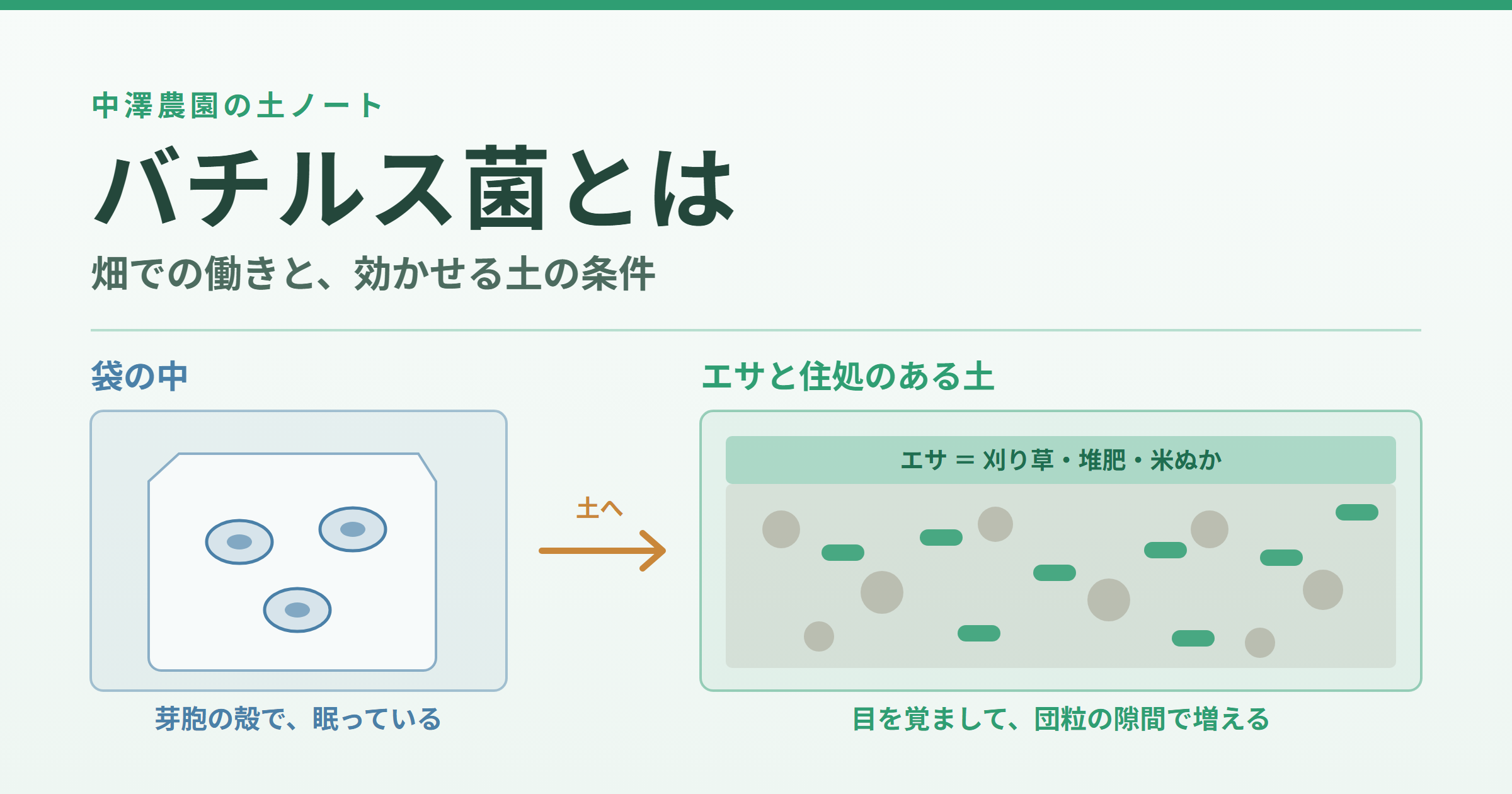 バチルス菌とは