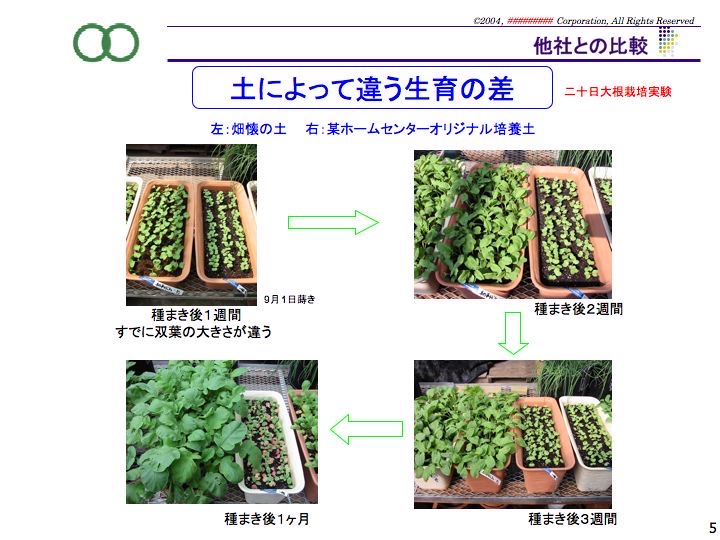 培養土を変えて育てた二十日大根の生育比較