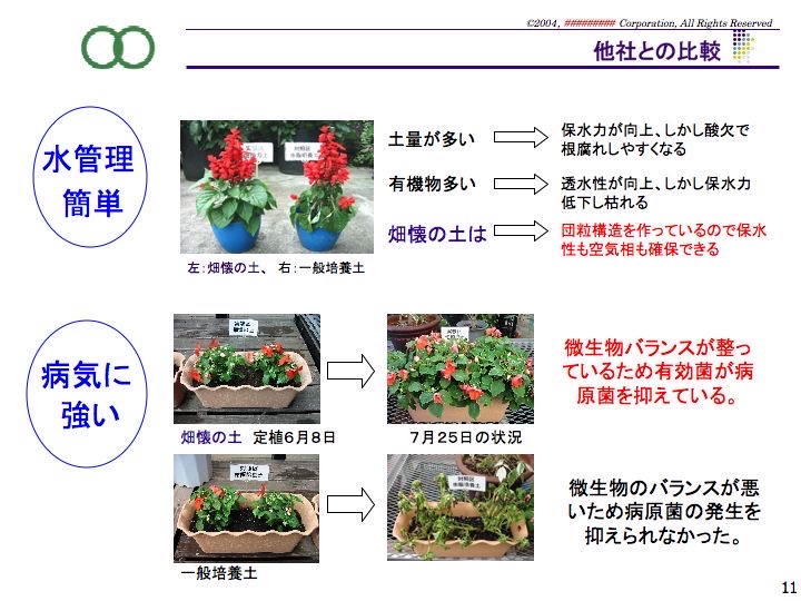 畑懐の土と一般培養土でサルビアを育て、定植から約7週間後の生育を比較した写真
